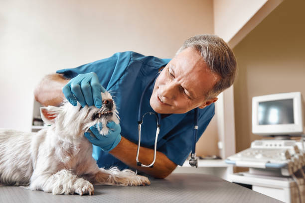 Best 24-Hour Emergency Dental Care in San Juan, TX